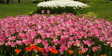 BURSA'NIN PARKLARI RENGARENK ŞEHRİN HER TARAFINA DİKİLEN LALELER ÇİÇEK AÇTI