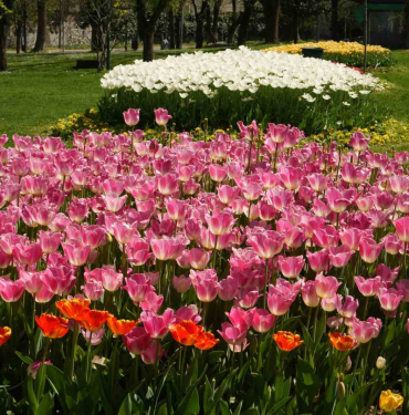 BURSA'NIN PARKLARI RENGARENK ŞEHRİN HER TARAFINA DİKİLEN LALELER ÇİÇEK AÇTI