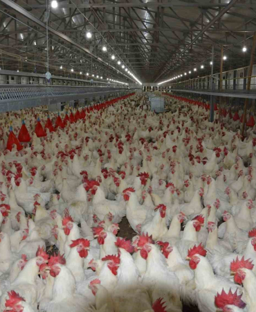 TÜRKİYE'DE KİŞİ BAŞINA YILDA 150 YUMURTA DÜŞÜYOR EN EKONOMİK PROTEİN ÜRÜNÜ YUMURTA, GELECEKTE DE EN ÇOK TERCİH EDİLEN ÜRÜN OLACAK