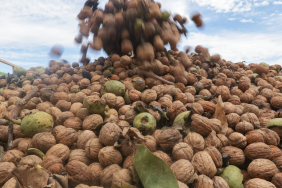 Ceviz Üreticileri Derneği, (4)