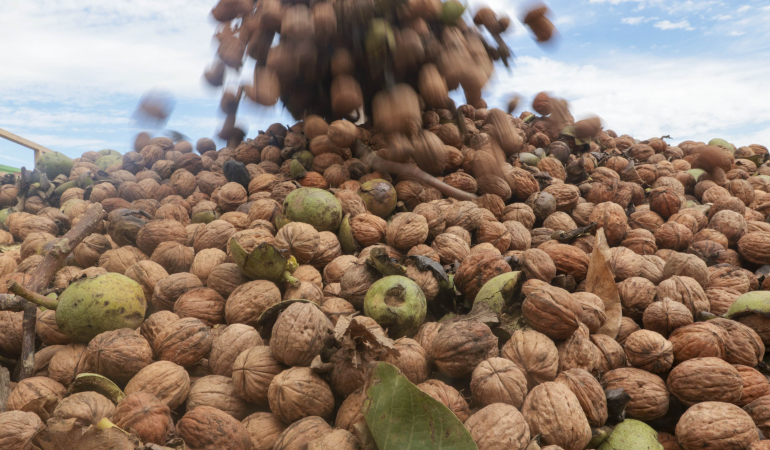 Ceviz hasadından 60 bin ton rekolte bekleniyor