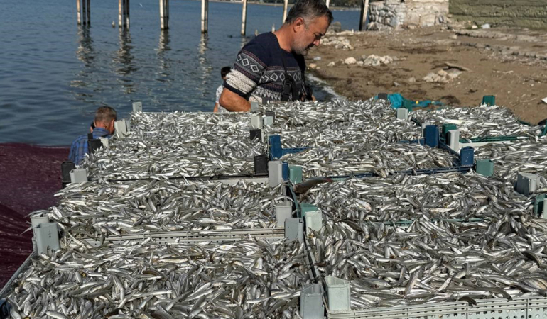 İznik Gölü’nde  balık rekoru kırıldı