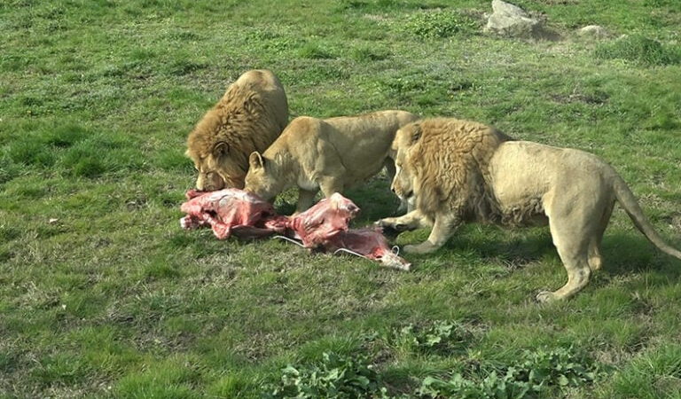 Bursa Hayvanat Bahçesi’nde belgesel gibi anlar