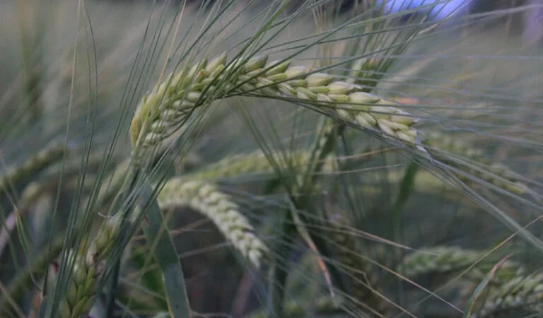 Türkiye’de hububatı, don, kuraklık ve fare tehdit ediyor