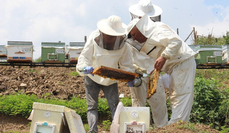 Zirai don ağzımızın tadını kaçıracak; bal üretimi düşecek