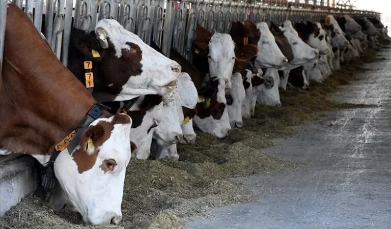 Bursa’nın Yenişehir ilçesinde “Şap” hastalığı