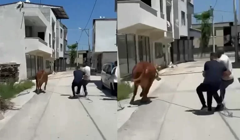 Bursa’da dana ipi kopardı, şehirde mini maraton başladı