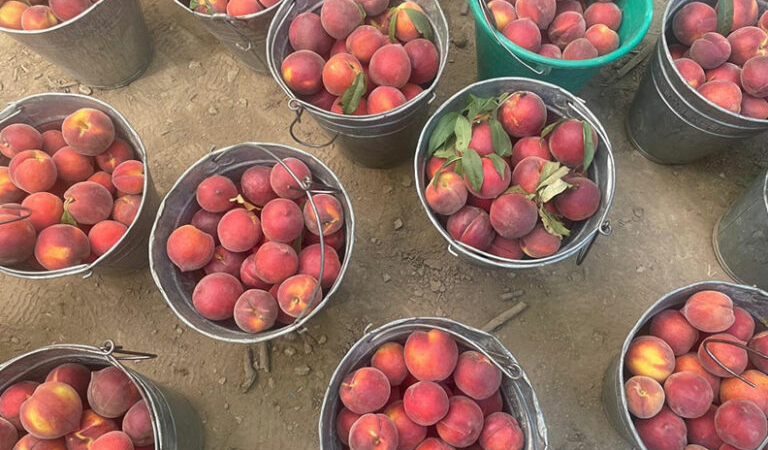 Bursa şeftalisinde hasat başladı: Çiftçi fiyattan memnun