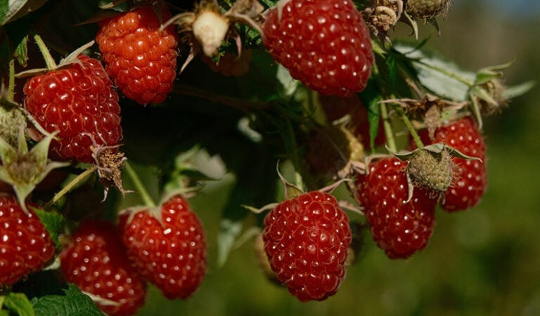 Türkiye’nin ihtiyacını Bursa’daki bu iki ilçe üretiyor