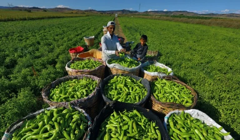 TARIMIN BAŞKENTTİ YENİŞEHİR’DE ÇİFTÇİ İÇİN MEGA PROJE GELİYOR